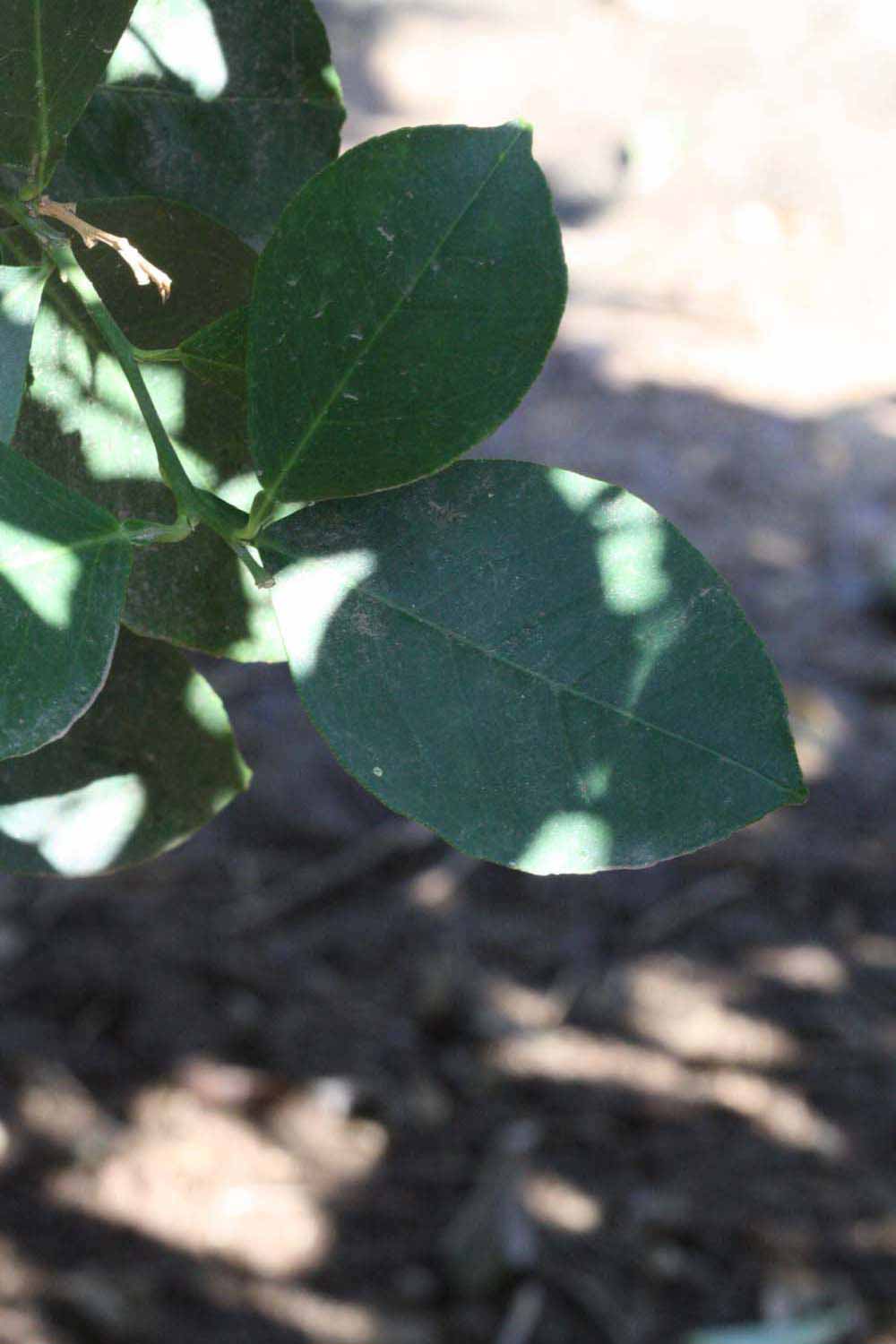              Shade leaves (Riverside, CA)            